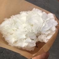 Image de ORTENSIA STABILIZZATA MACROPHILA 65/70 cm  