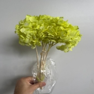 Immagine di ORTENSIA  STABILIZZATA MACROPHILA 45/50 cm