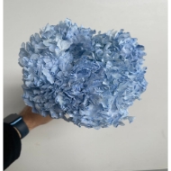 Image de ORTENSIA STABILIZZATA MACROPHILA 65/70 cm  