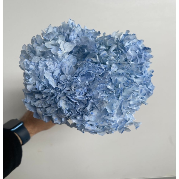 Image de ORTENSIA STABILIZZATA MACROPHILA 65/70 cm  