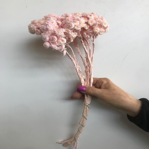 Immagine di HELICHRYSUM ITALICUM SBIANCATO E COLORATO