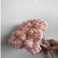 Immagine di HELICHRYSUM ITALICUM SBIANCATO E COLORATO