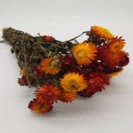 Immagine di HELYCRYSUM BRACTEATUM (fiore di paglia)