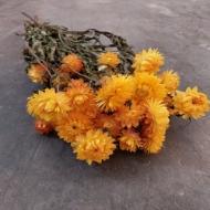 Immagine di HELYCRYSUM BRACTEATUM (fiore di paglia)