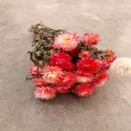 Immagine di HELYCRYSUM BRACTEATUM (fiore di paglia)