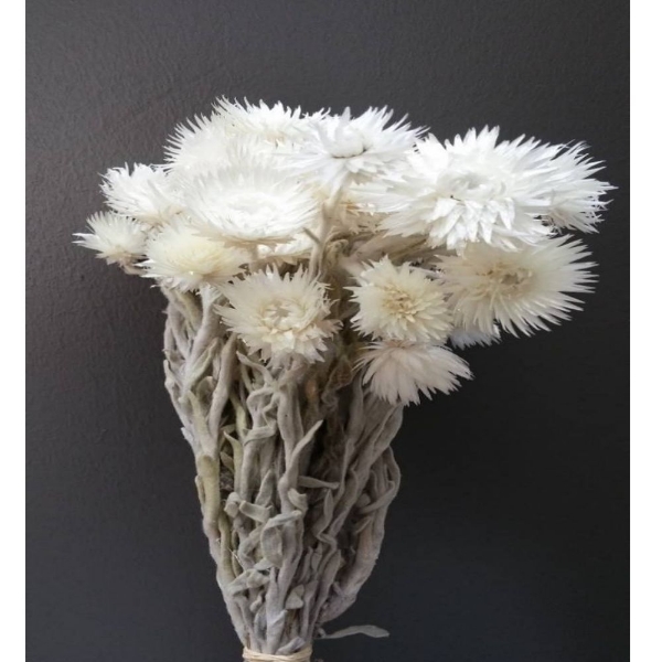 Picture of HELICRYSUM  CAPBLUMEN SBIANCATO (fiore di paglia)