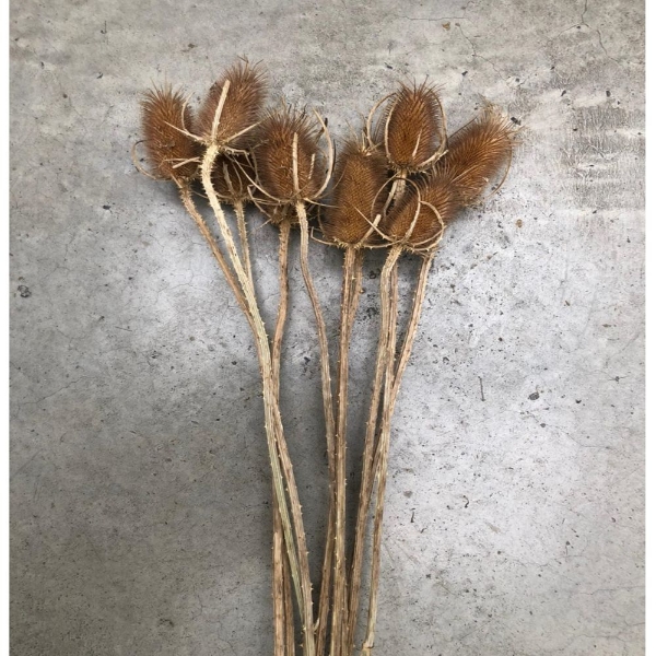 Immagine di CARDO NATURALE