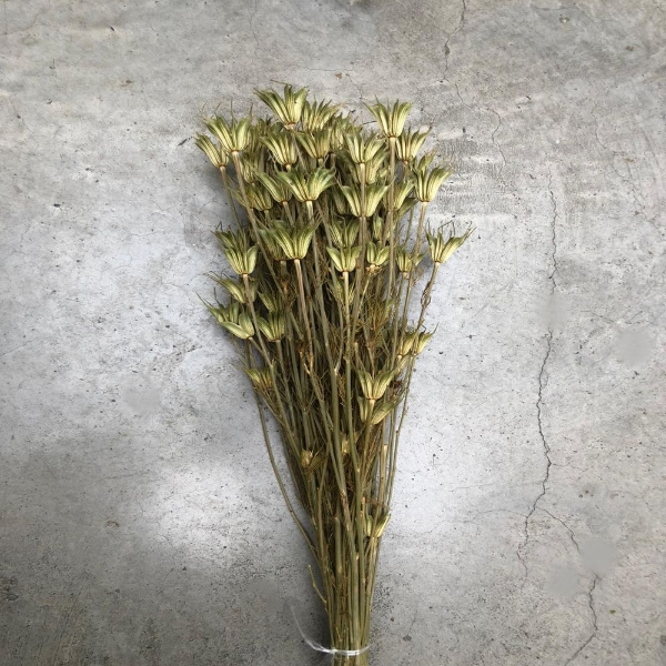 Immagine di NIGELLA NATURALE
