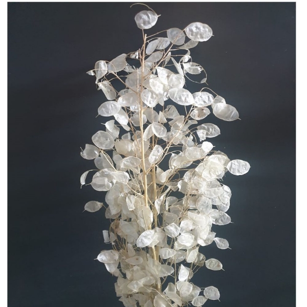 Immagine di LUNARIA NATURALE