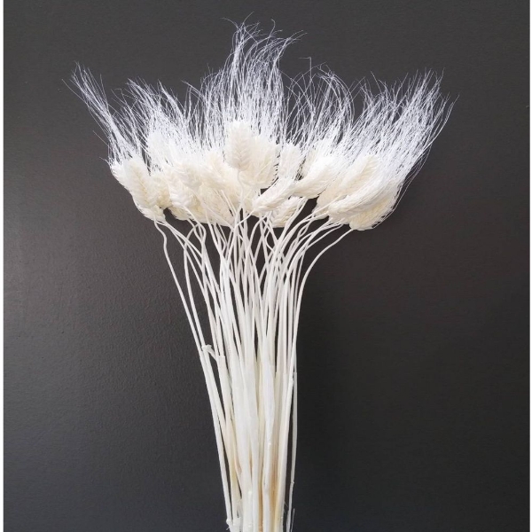 Immagine di TRITICUM SBIANCATO