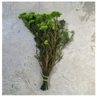 Image de RICEFLOWER  COLOR