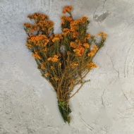 Image de RICEFLOWER  COLOR