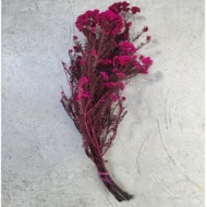 Image de RICEFLOWER  COLOR