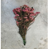 Image de RICEFLOWER  COLOR