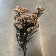 Image de RICEFLOWER  COLOR