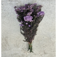 Image de RICEFLOWER  COLOR