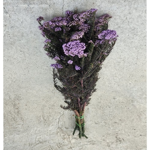 Image de RICEFLOWER  COLOR