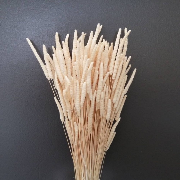 Image de PHLEUM SBIANCATO