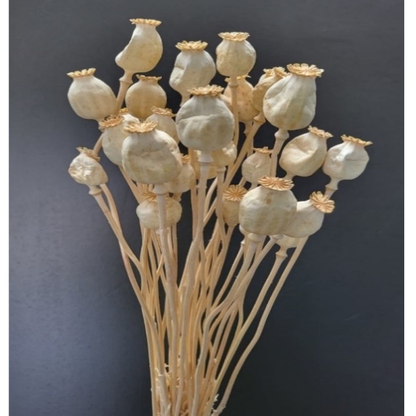 Immagine di PAPAVERO (SEME) SBIANCATO