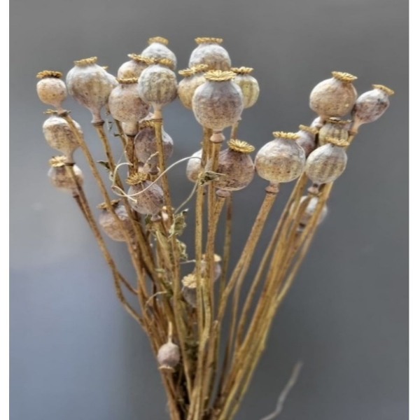 Image de PAPAVERO (SEME) NATURALE