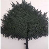 Picture of FELCE COLORATA