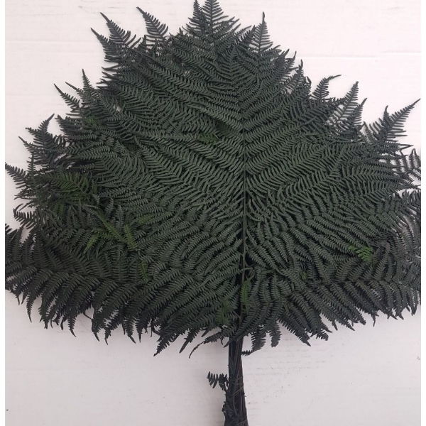 Picture of FELCE COLORATA