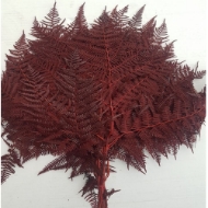 Picture of FELCE COLORATA