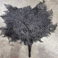 Picture of FELCE COLORATA