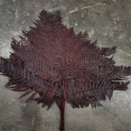 Picture of FELCE COLORATA