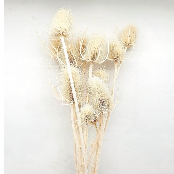 Picture of CARDO SBIANCATO