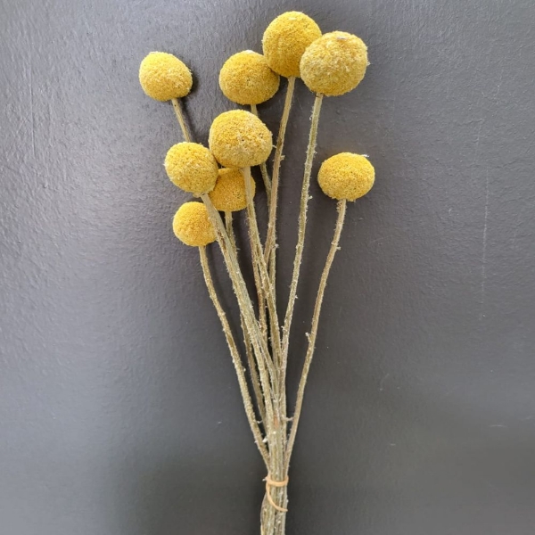 Immagine di CRASPEDIA NATURALE  / SBIANCATA