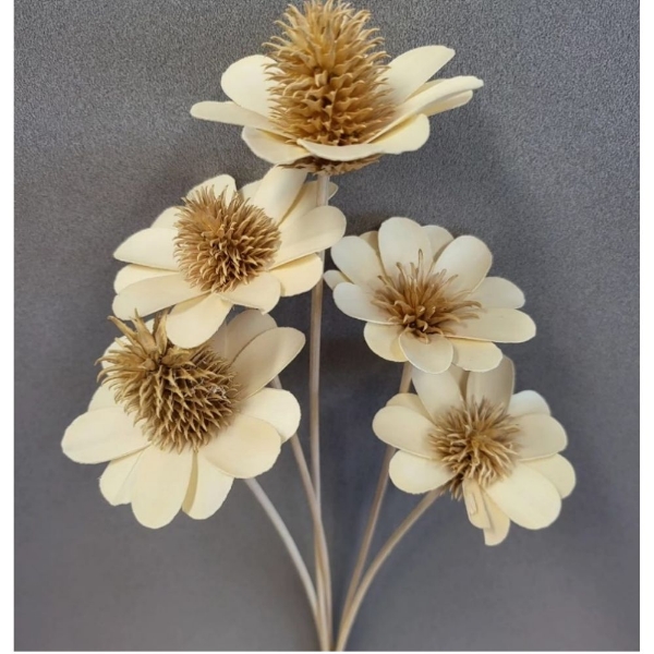 Immagine di STELLA LUNA NATURALE