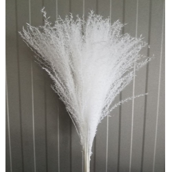 Image de EULALIA SBIANCATA