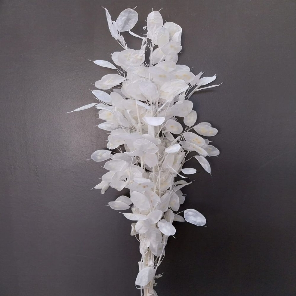 Image de LUNARIA SBIANCATA