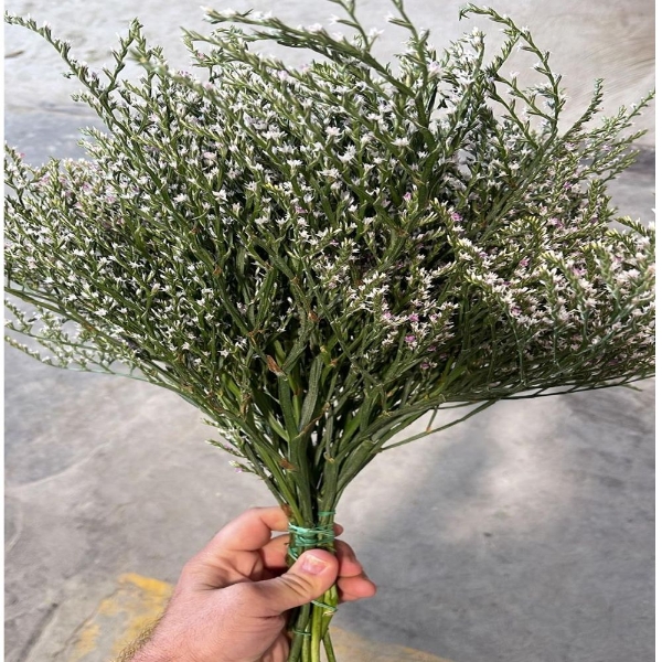 Image de STATICE TATARICUM NATURALE