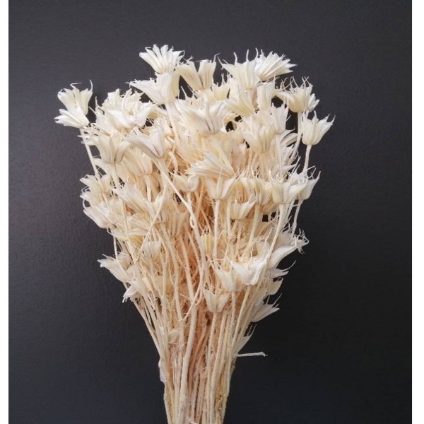 Immagine di NIGELLA SBIANCATA