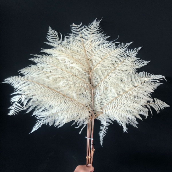 Immagine di FELCE SBIANCATA