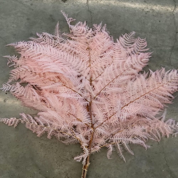 Image de FELCE SBIANCATA e COLORATA