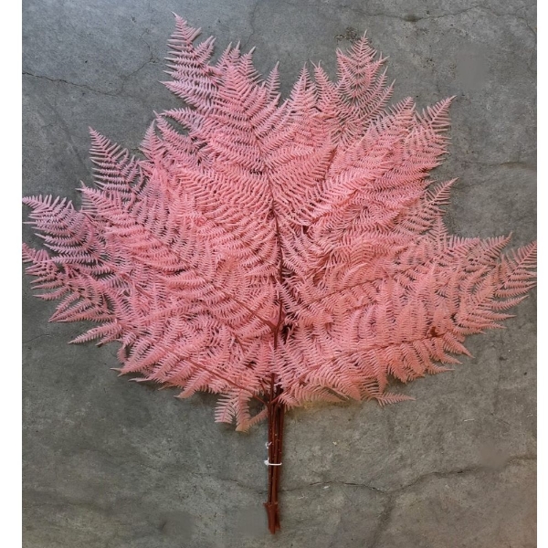 Image de FELCE SBIANCATA e COLORATA 