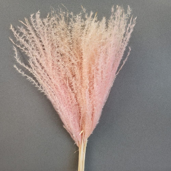 Immagine di EULALIA ROSA