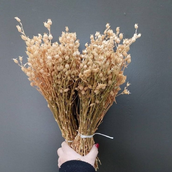 Image de SILENE NATURALE 