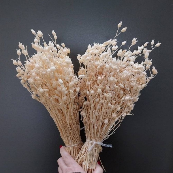 Immagine di SILENE SBIANCATO