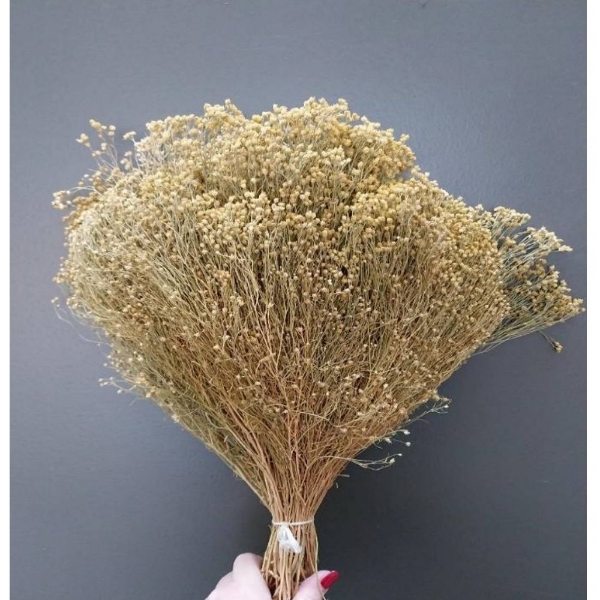 Immagine di BROOM BLOOM NATURALE / SBIANCATO