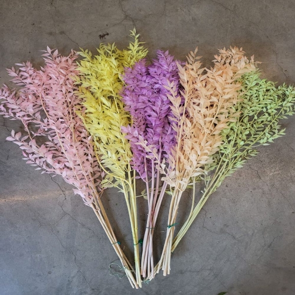 Immagine di RUSCUS ACULEATUS COLOR