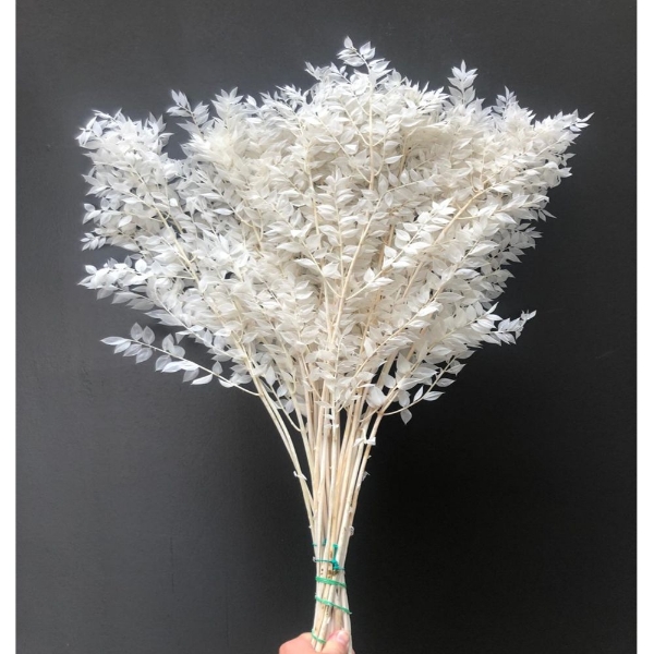 Image de RUSCUS ACULEATUS SBIANCATO