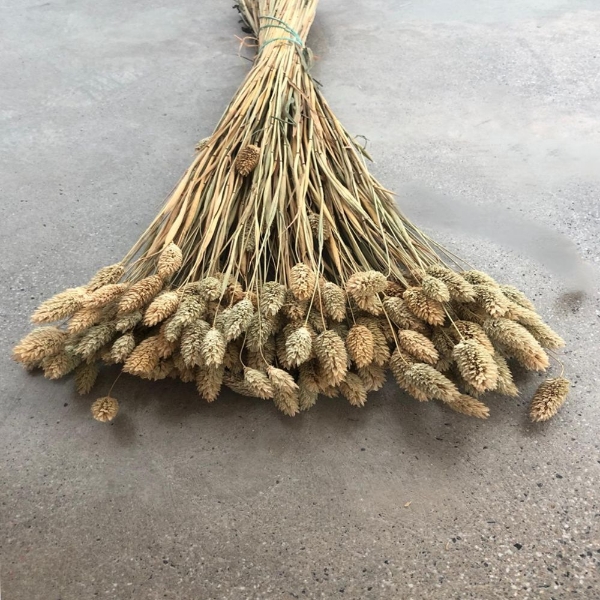 Picture of PHALARIS NATURALE 