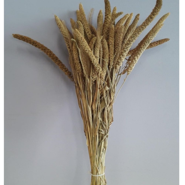 Immagine di SETARIA NATURALE