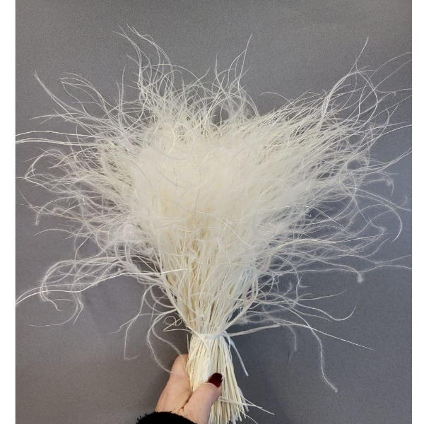 Immagine di STIPA SBIANCATA