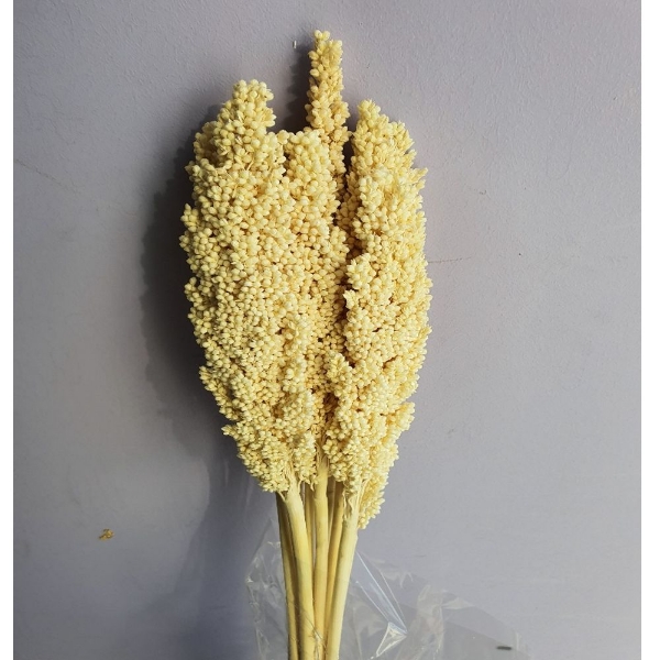 Image de SORGO NATURALE