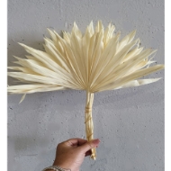 Image de PALM SUN cream